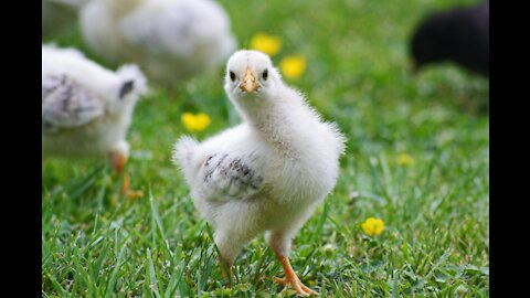 Baby Chick Coop (Pet Chickens)