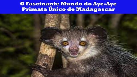 O Fascinante Mundo do Aye Aye Primata Único de Madagascar e Desafios de Conservação.