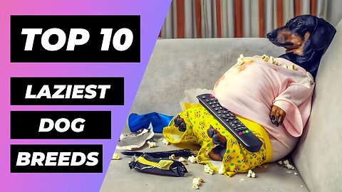 TOP 10 LAZIEST Dog Breeds In The World | 1 Minute Animals