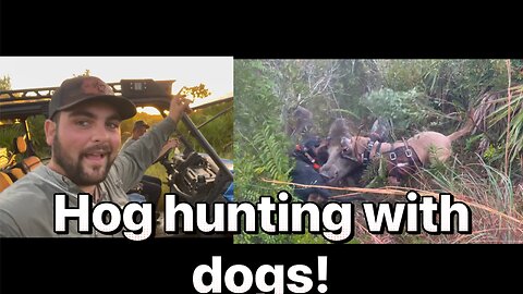 Hunting feral hogs with dogs in central Florida.