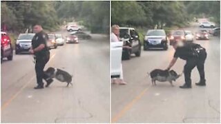 Lotta tra un maiale e la polizia ferma il traffico nel Texas