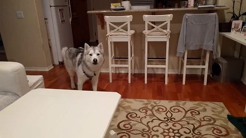 Vocal husky always gets the last word