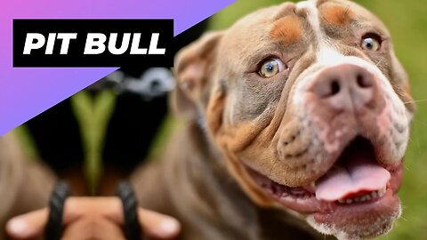 Pit Bull 🐶 Busting The Aggression Myth!