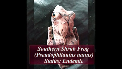 Southern Shrub Frog | Pseudophilautus Nanus | Endemic to Sri Lanka