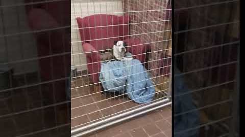 Illinois Community Donates Sofas For Homeless Dogs