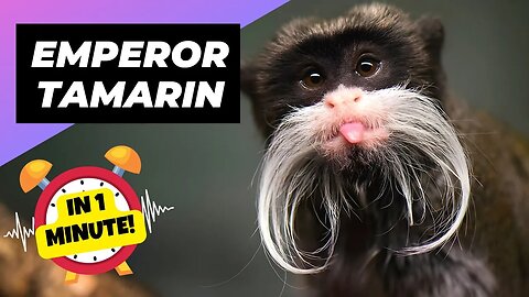 Emperor Tamarin - In 1 Minute! 🐒 One Unique Animal You Have Never Seen | 1 Minute Animals