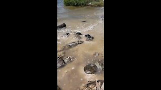 Horseshoe crabs mating