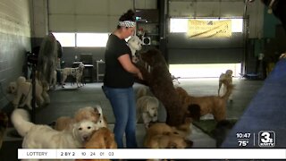 Community helping Omaha doggy daycare keep doors open