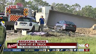 Bear causes major crash on I-75 in Collier County
