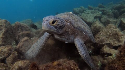 A Relaxing Turtle Morning