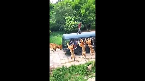 Dangerous Tiger Tiger vs Human #wildanimels