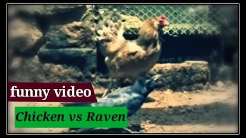 Chicken vs Raven