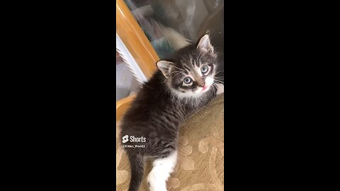 CUTEST Kitten MEOW ever recorded