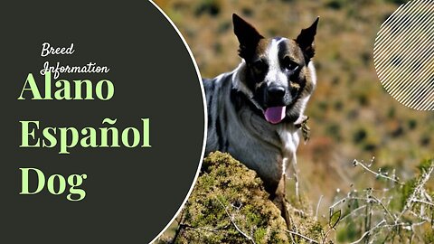 Unleashing the Power of Alano Español Dog Breed: History, Characteristics and Training Techniques