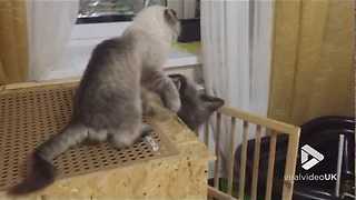 Raccoon and cat goofing around || Viral Video UK