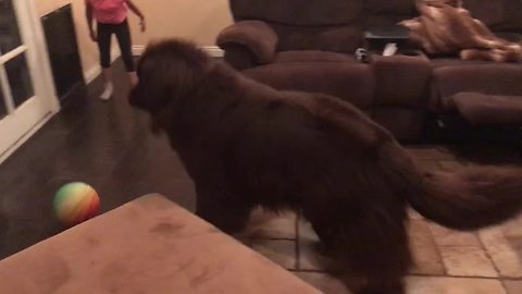 Giant Newfoundland Soccer Game Turns Pretty Exciting