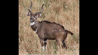 Mountain Nyala