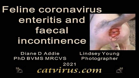 Feline coronavirus chronic enteritis and faecal incontinence
