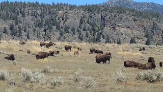 A herd of bison in Yellowstone National Park