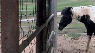 Rescue horse ranch burned in Valley Fire