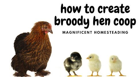 How to Create a Coop for a Broody Hen