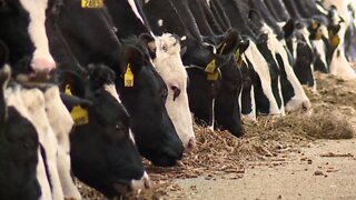 Dairy farmers in Northeast Ohio dump milk as demand dries up