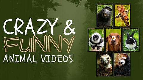 Crazy funny animals