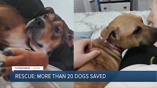 Local rescue saves more than 20 dogs from what it believes is a stash house