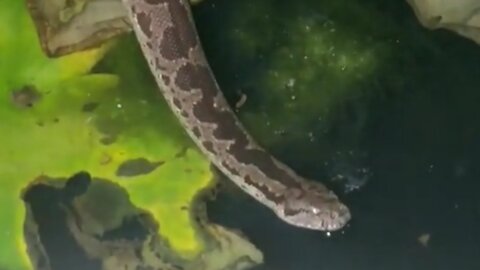 Dangerous Russell's Viper in my fish tank 😱😱