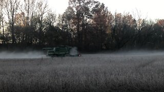 Soybean Harvest