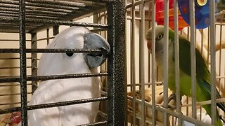 Parrot tries to charm his cockatoo crush