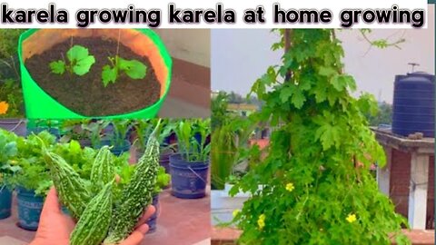 Grow Karela |Growing Bitter Gourd in Pots| gardening tips