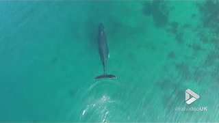 Humpback whale spotted in Ferryland Harbour