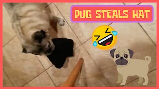 Pug Steals Hat And Runs!!!