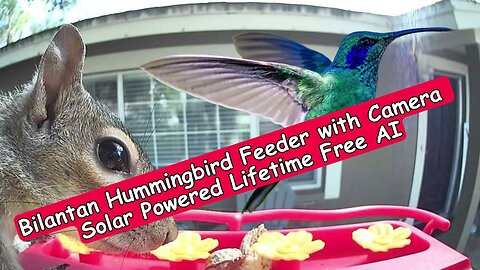Bilantan HummerHi - Solar Powered Hummingbird Feeder with Camera And Lifetime Free AI: Full Review