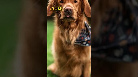 Golden Retriever, çok sevilen ve sevimli bir köpek cinsidir. #golden_retriever #dog #köpek