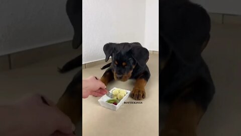Delicious 🤤😋🥝🍌 #Shorts #rottweiler #dogs