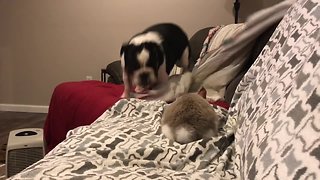 Bouncing bulldog plays with cute bunny rabbit