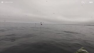 Balena quasi rovescia un kayak in California