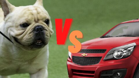French Bulldog vs Car | Funny dog