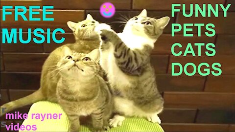funny pets - cats dogs animals, amazing original song ♫ best free music