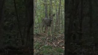 close encounters of the deer kind