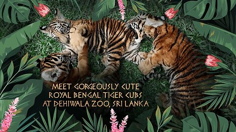 Meet gorgeously cute Royal Bengal Tiger cubs at Dehiwala Zoo | Visit Sri Lanka