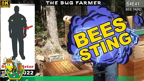Fall Preparation | Preparing the beehives for the fall nectar flow. #beekeeping #insects