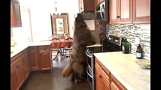 Huge Newfoundland checks top of fridge for treats