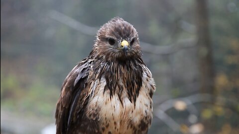 A Beatiful Wet Hawk