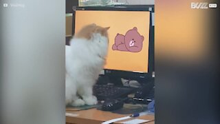 Gatto cerca di afferrare l'immagine animata del computer