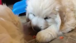 Golden Retriever puppies snack on baby carrots