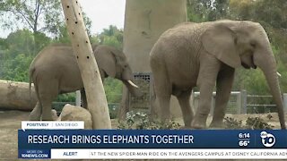 Research brings two elephants together at San Diego Zoo