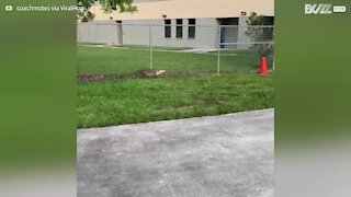 Ce crocodile a essayé de grimper par dessus le portail d'une école en Floride
